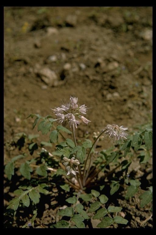 Hydrophyllum occidentale 8