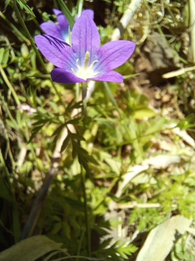 Campanula 5