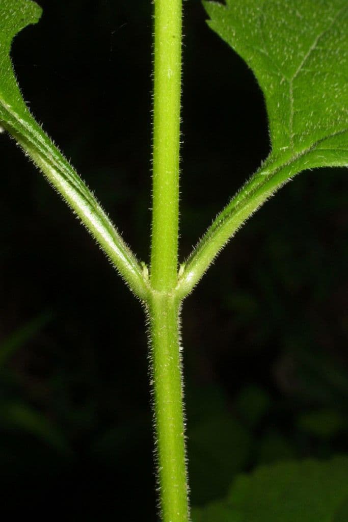 Verbena orticifolia 24