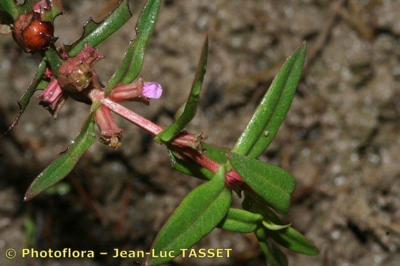 Ammania robusta 3