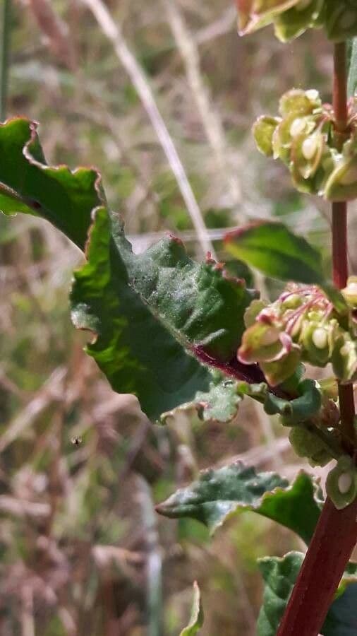 Acetosa aquitana 12