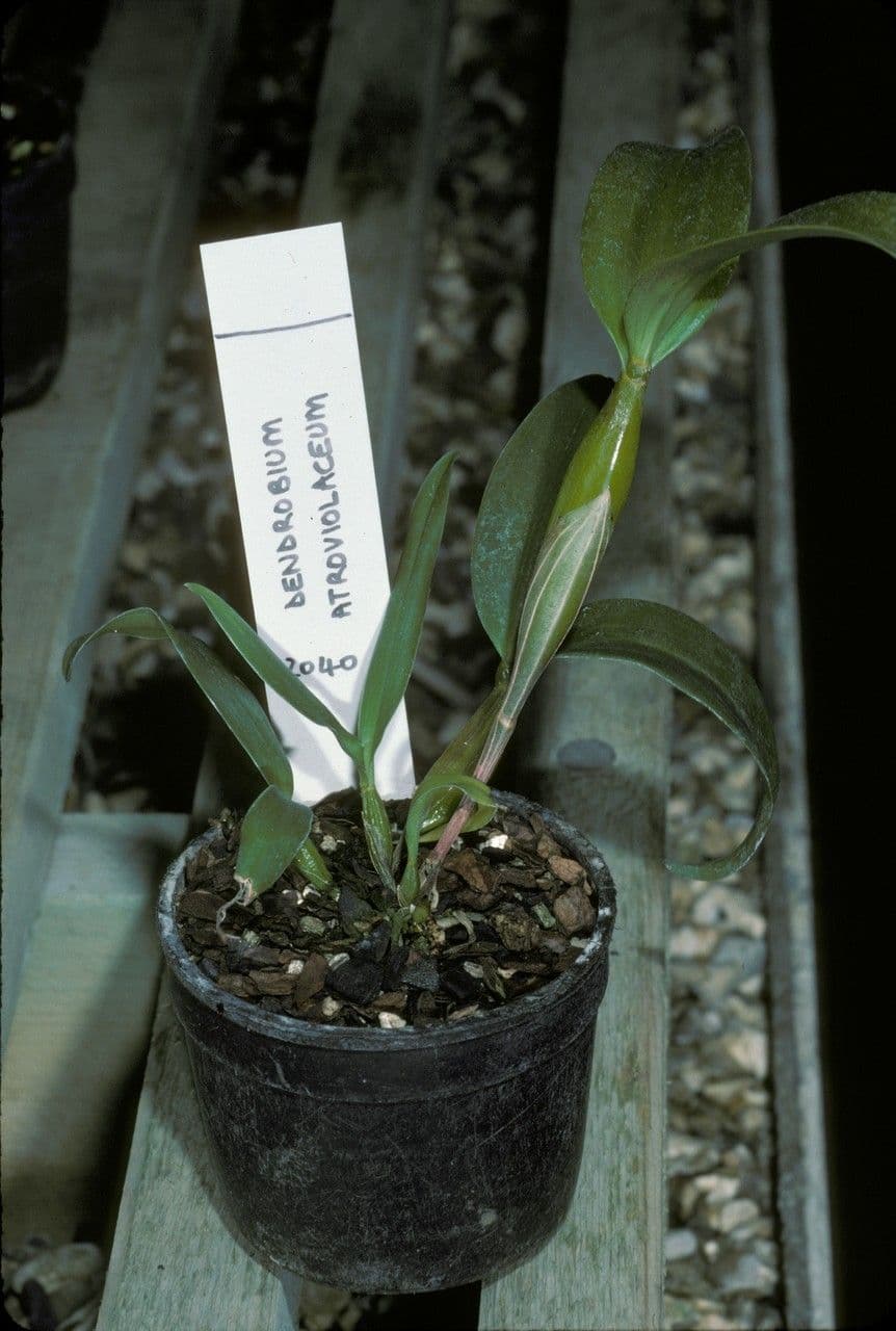 Dendrobium 2