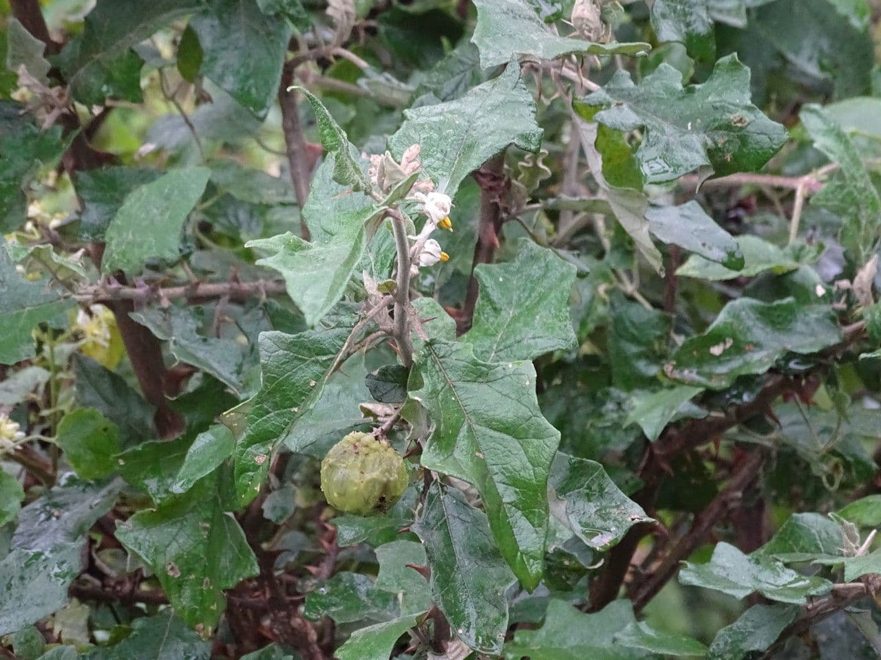 Solano di Linné 15
