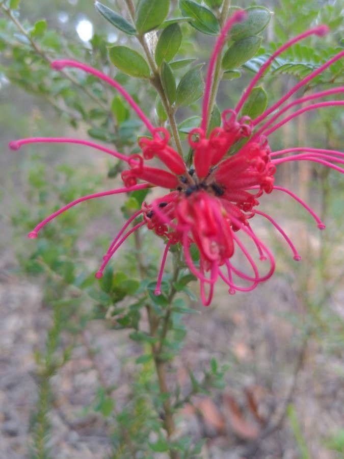 Grevillea 2