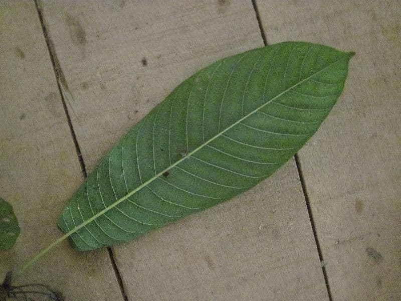 Duroia 11