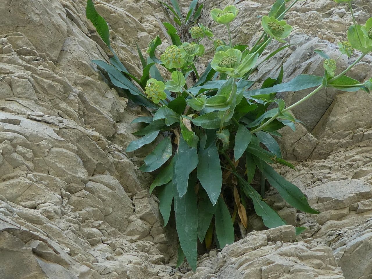 Bupleurum angulosum 5