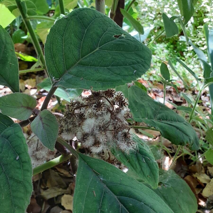 Bartlettina sordida 7