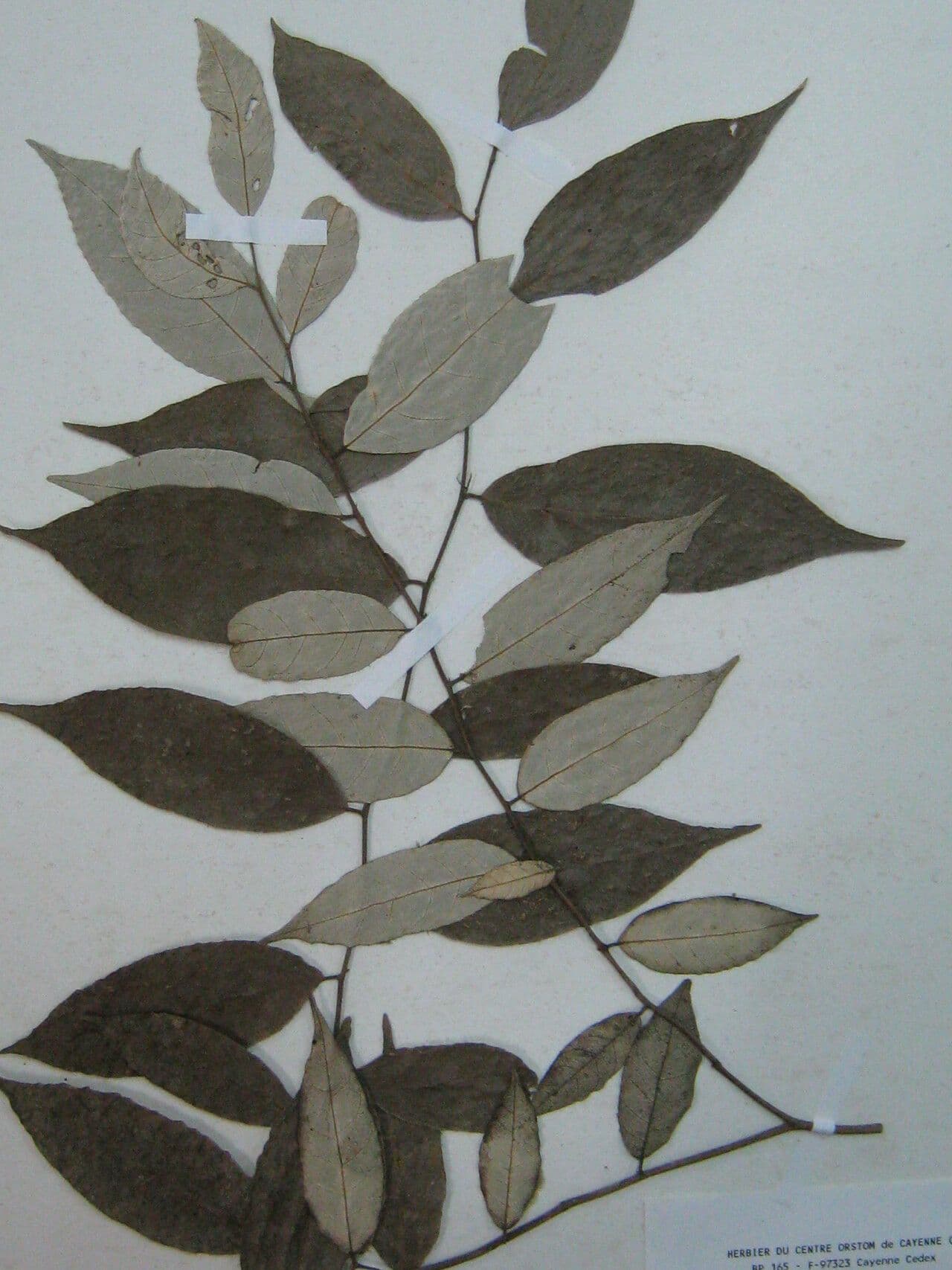 Licania leptostachya 4