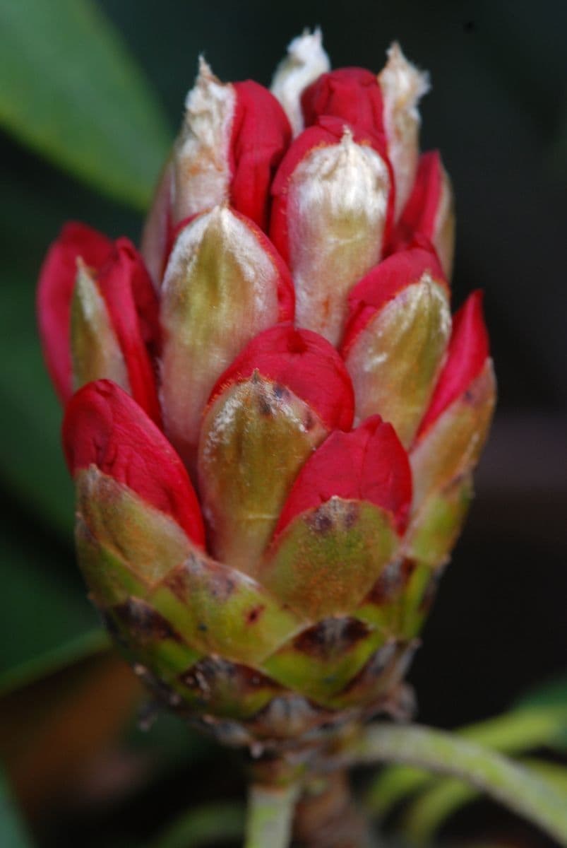 Rododendron stromovit
 26