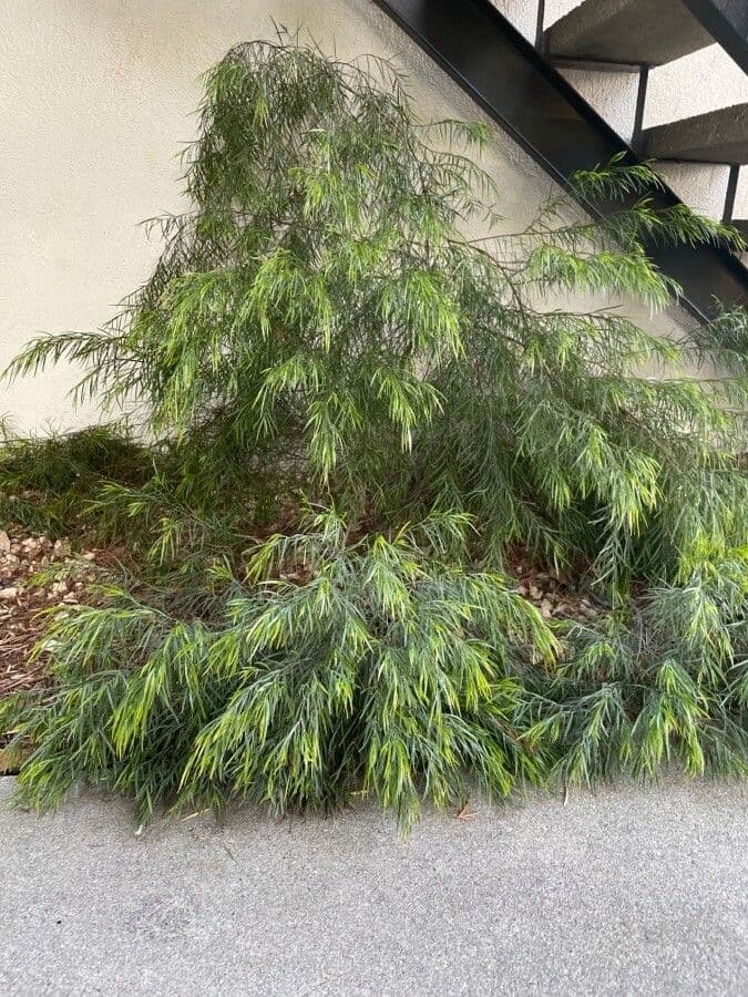 Acacia 2