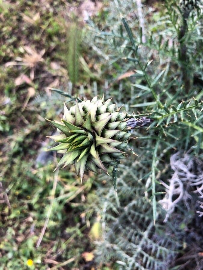 Cynara humilis