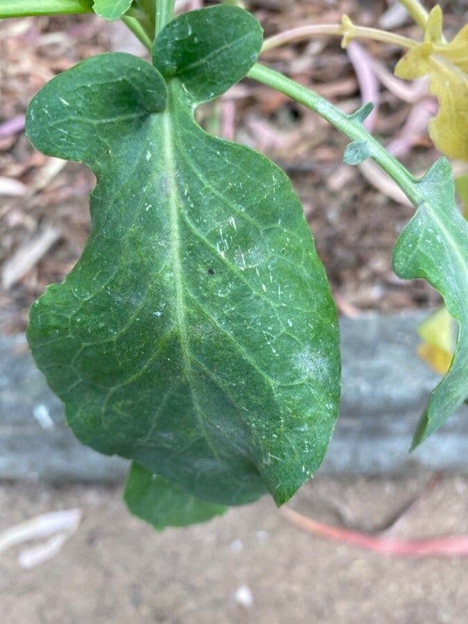 Bergkohl 16