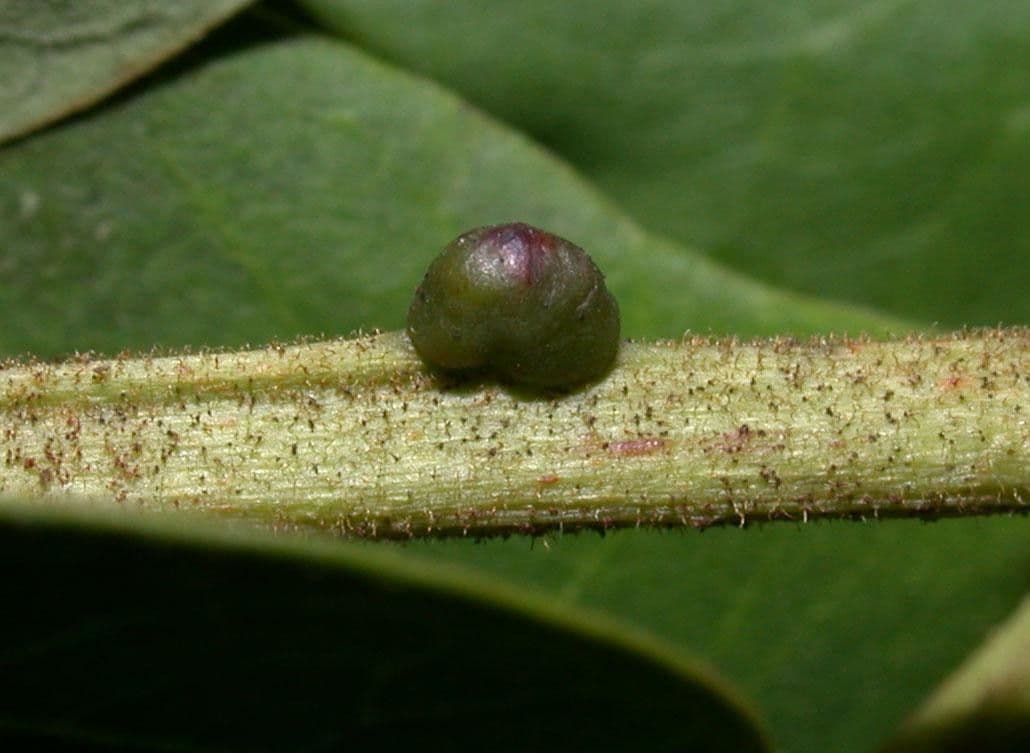 Stryphnodendron 15