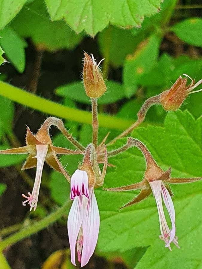 Pelargonio 3