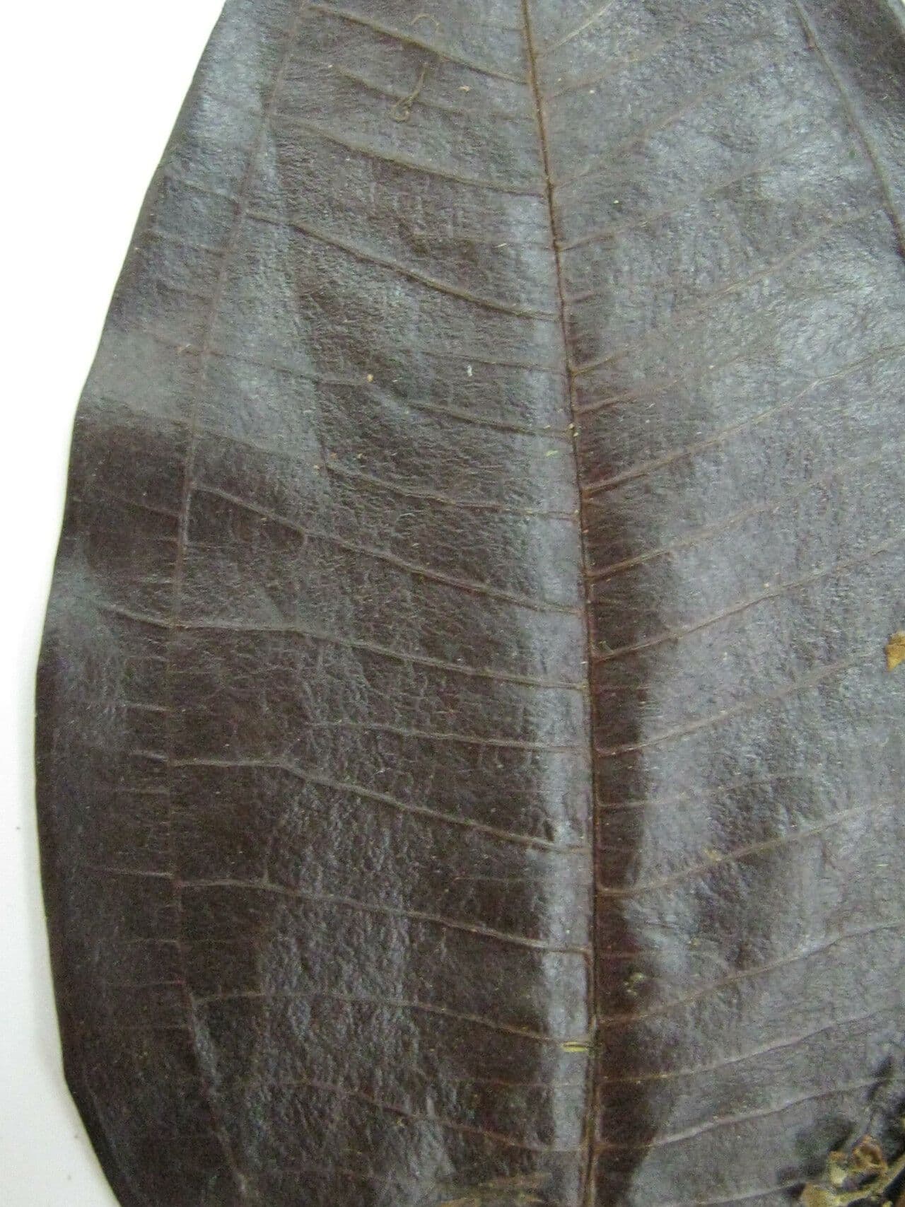 Miconia 8