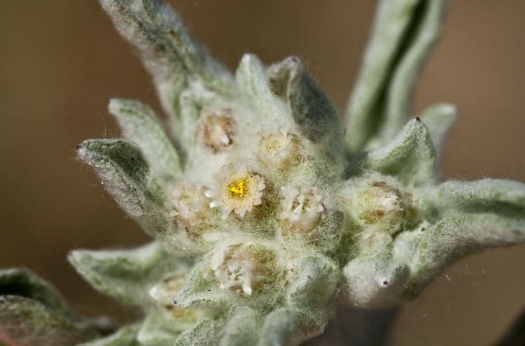 Gnaphalium 7