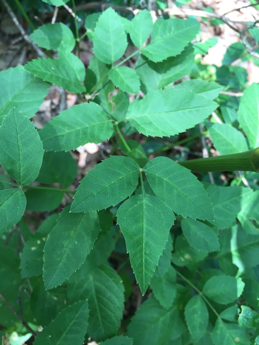 Ligusticum 4