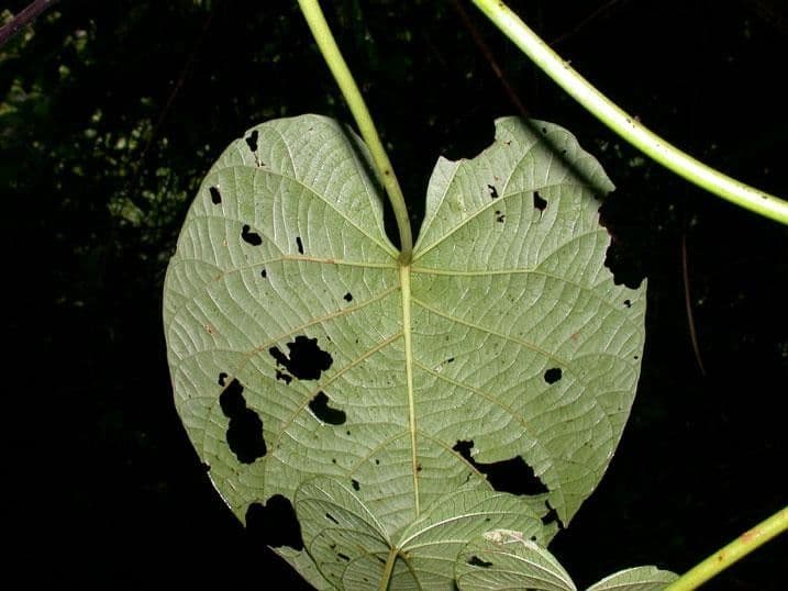 Ipomoea philomega 16