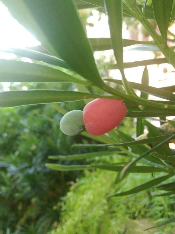 Podocarpus