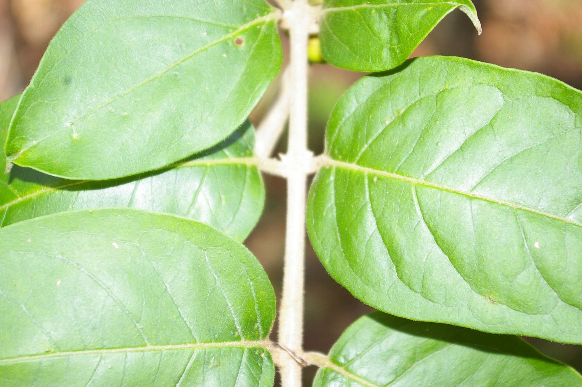 Aegiphila 5