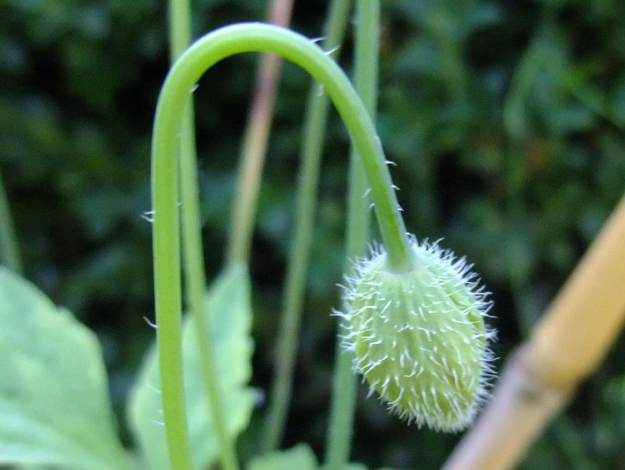 Wald-Scheinmohn 4