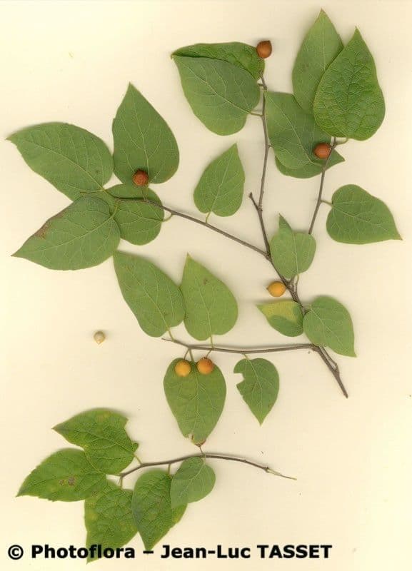 Dwarf hackberry 12