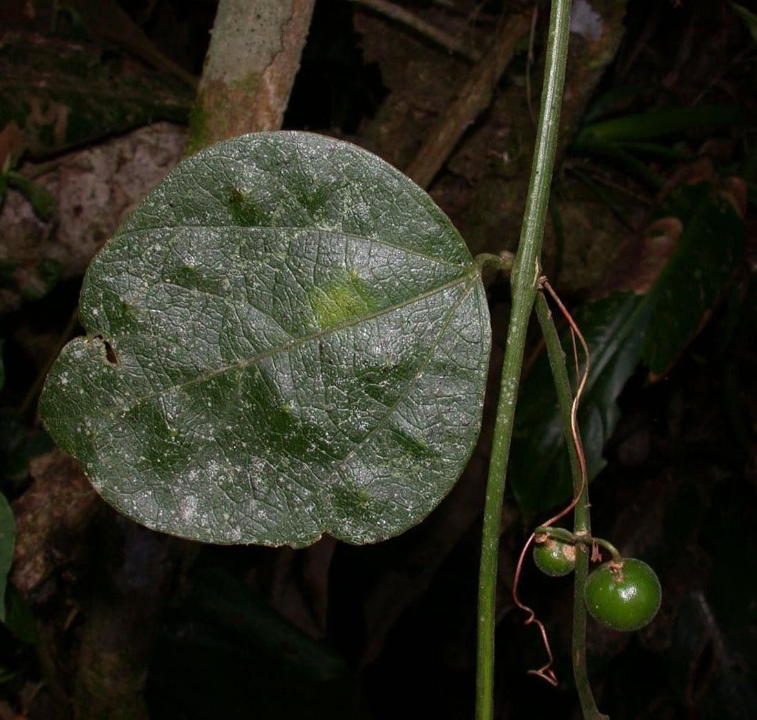 Passiflore auriculée 2