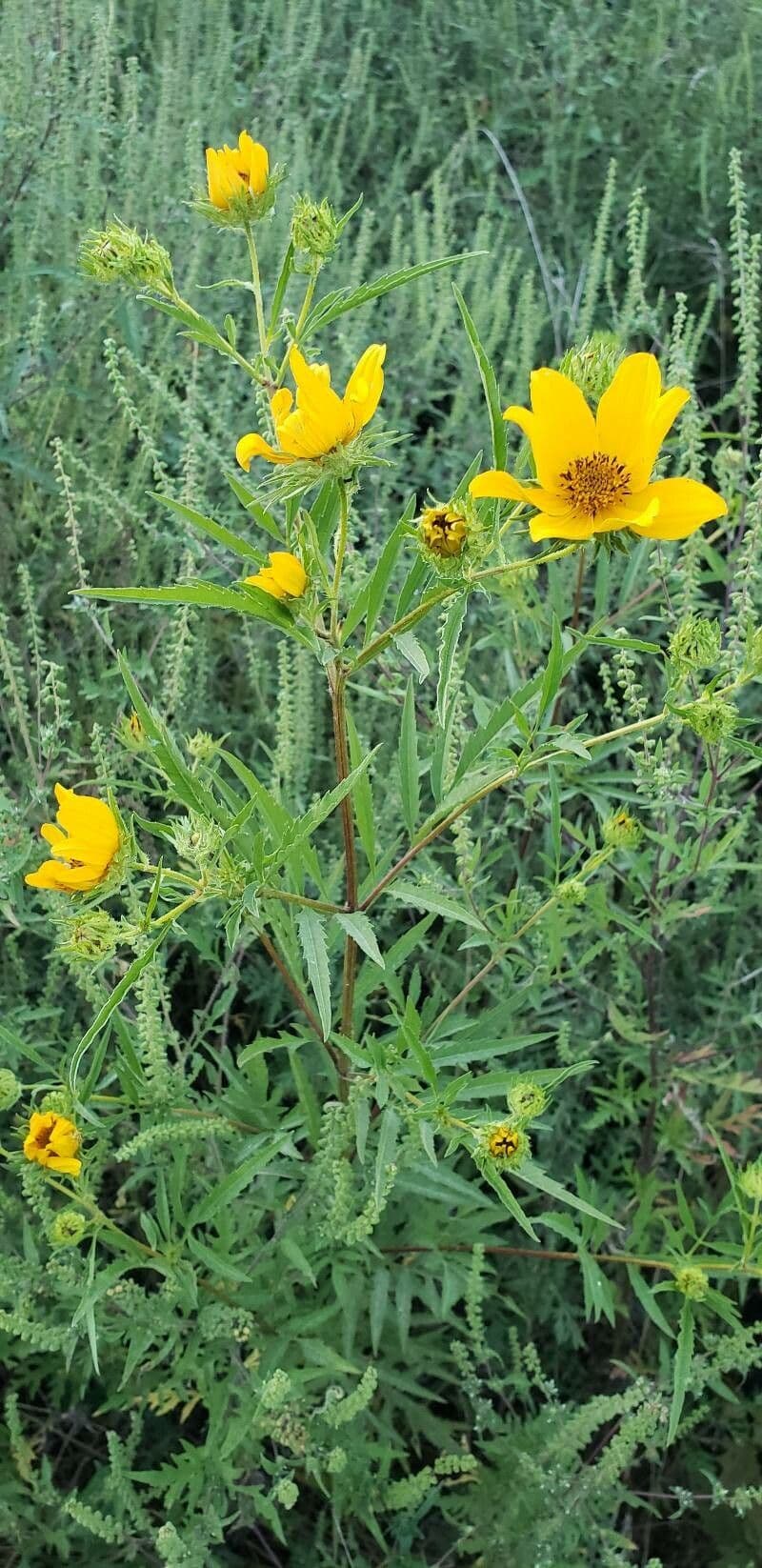 Bidens 6