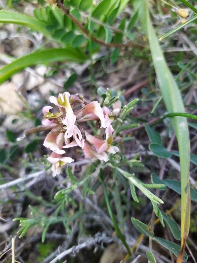 Astragalo