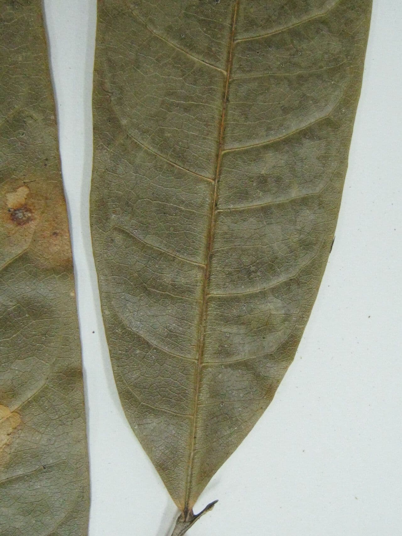 Pseudima 3