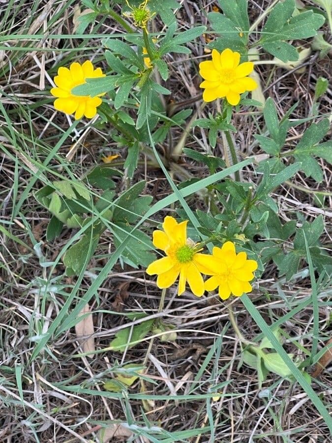 Ranunculus macranthus 2