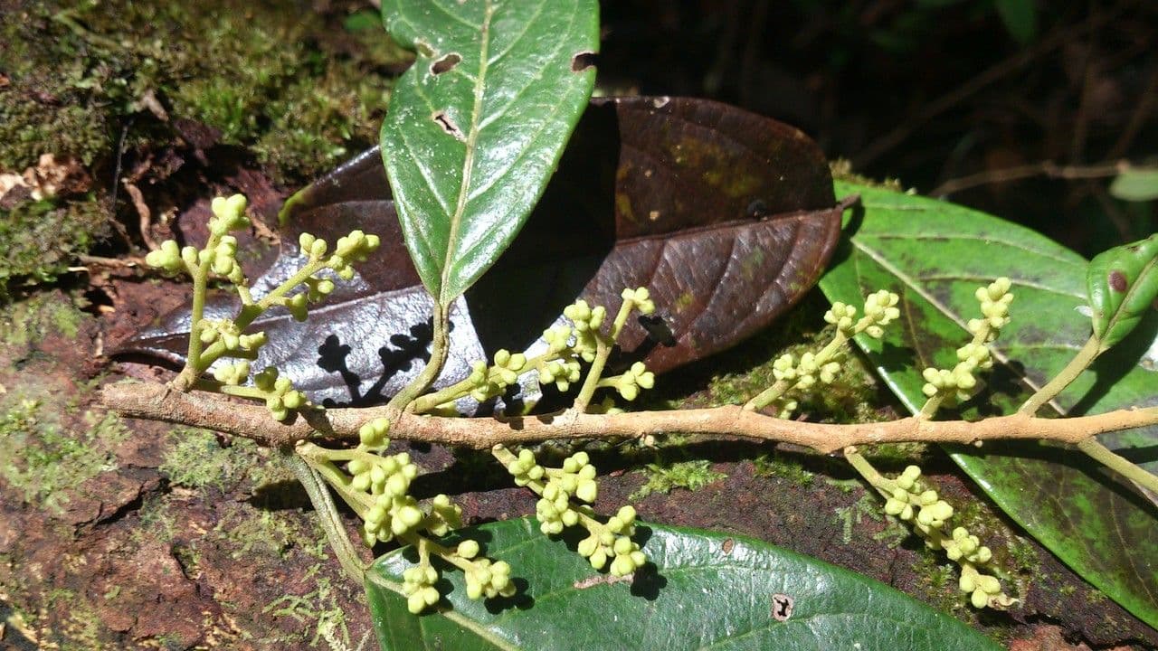 Dendrobangia