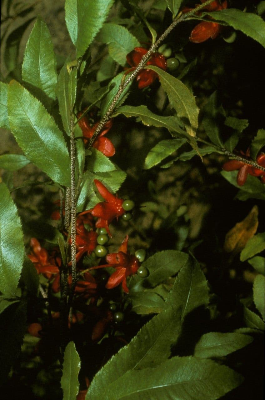 Ochna violacea 2