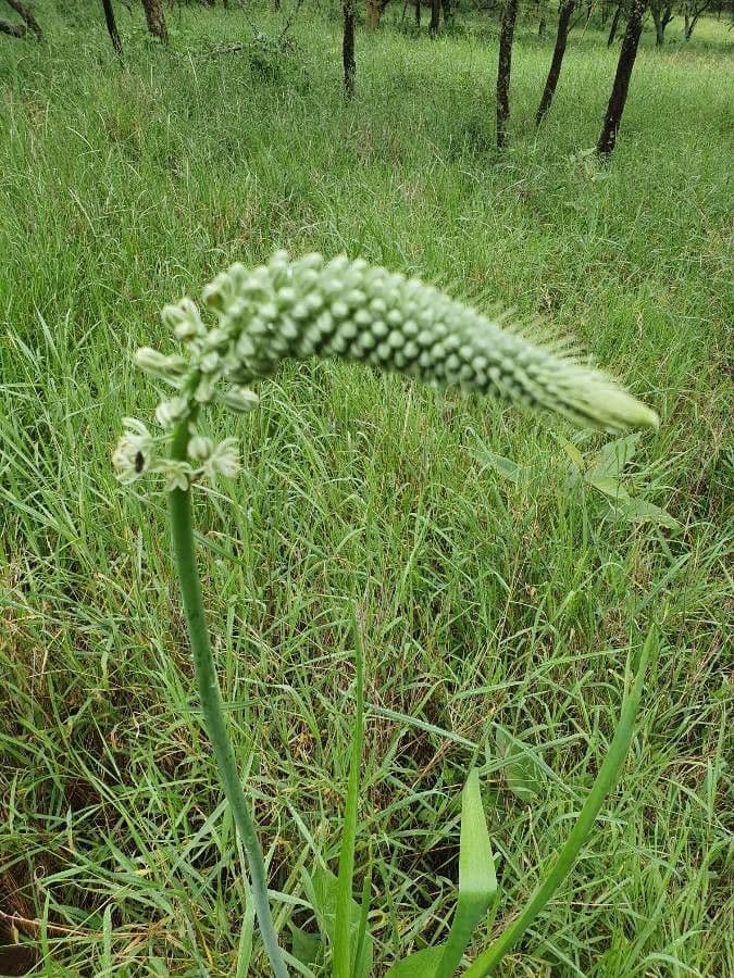 Albuca 12