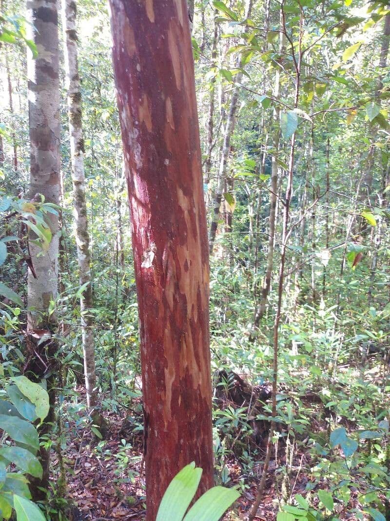 Tristaniopsis