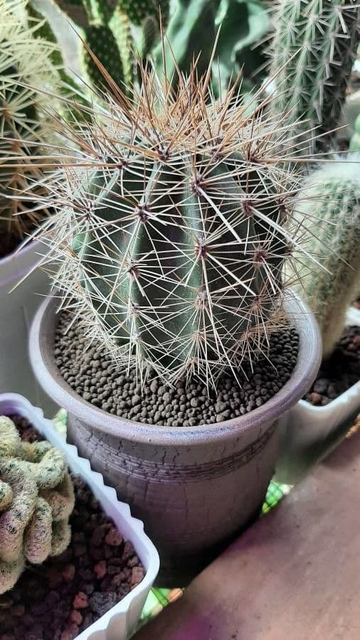 Sahuaro 23