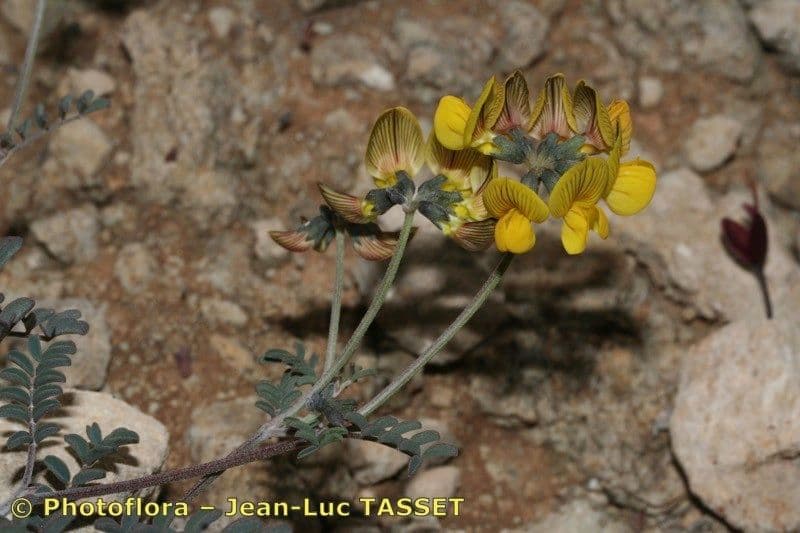 Hippocrepis 4