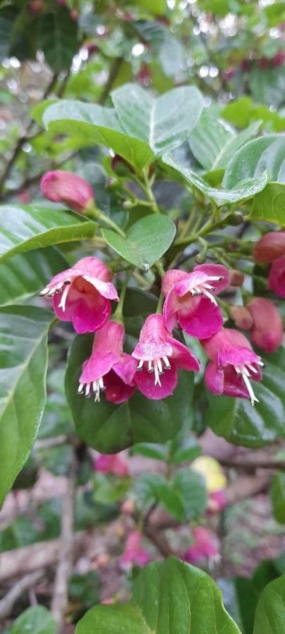 Vitex lucens 3
