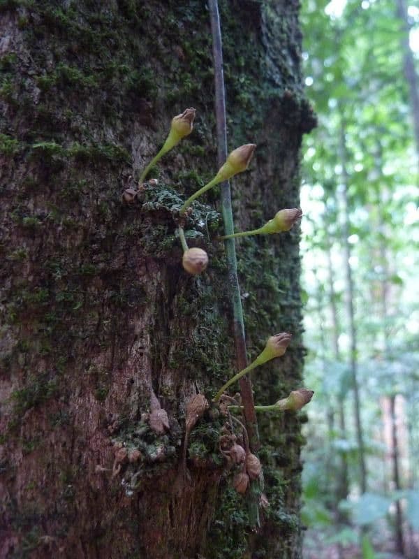 Chrysophyllum cuneifolium 7