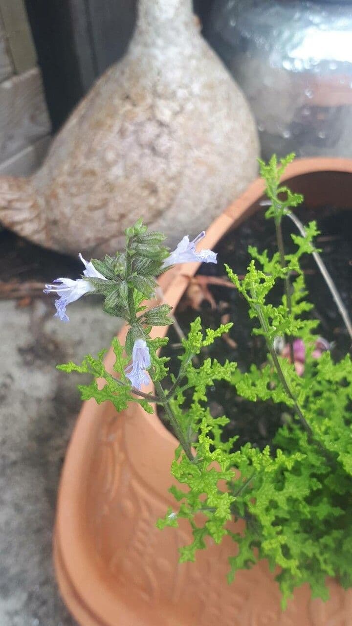 Salvia 5
