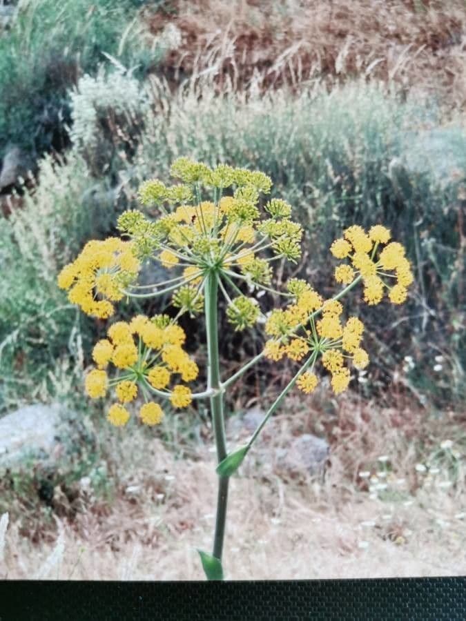 Gargania 8