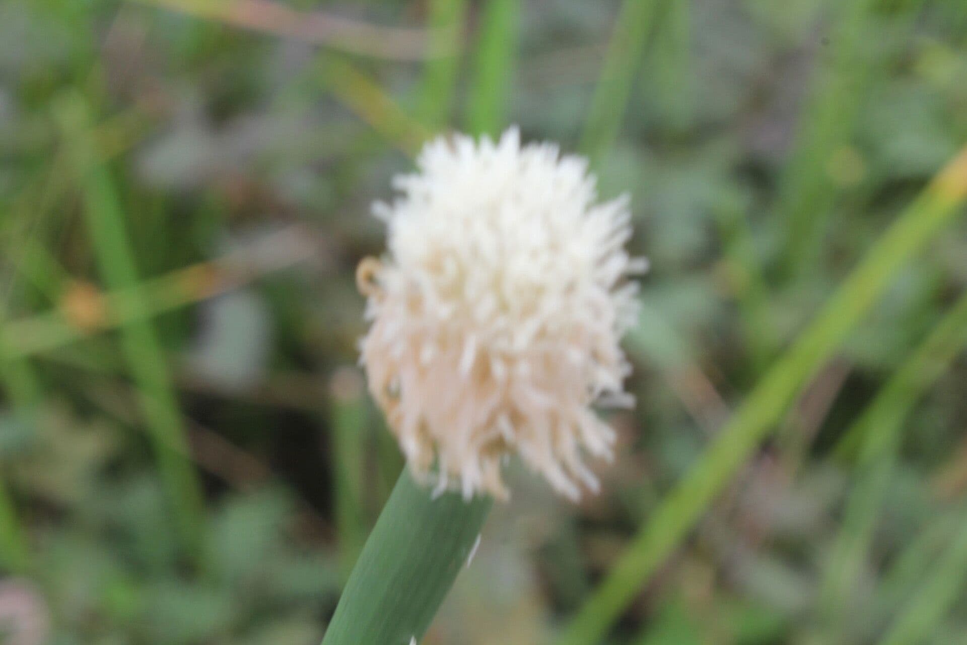 Ważka
