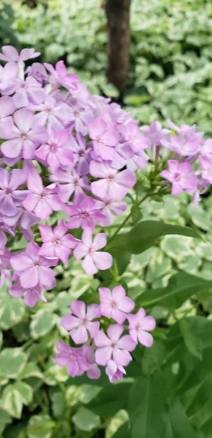 Phlox glabro 2