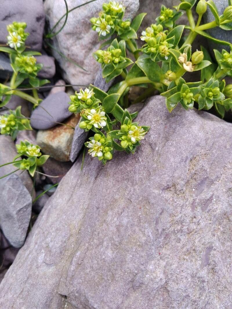 Onchenia 8