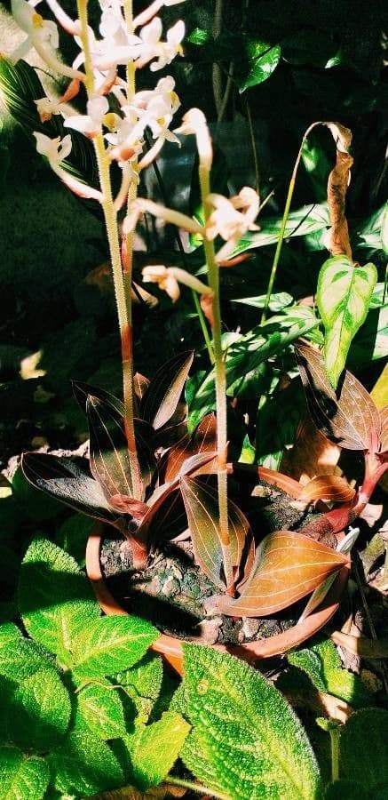 Schmuckorchidee 8