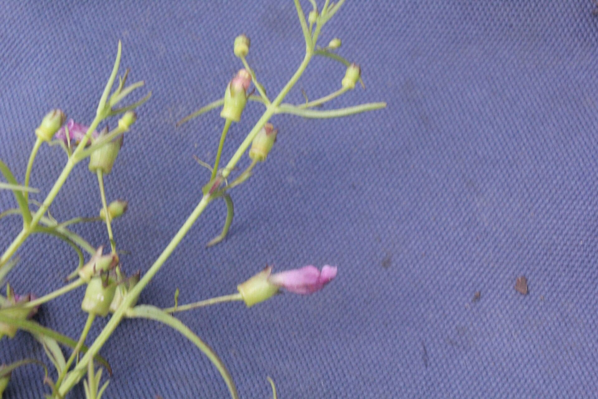Anisantherina 18