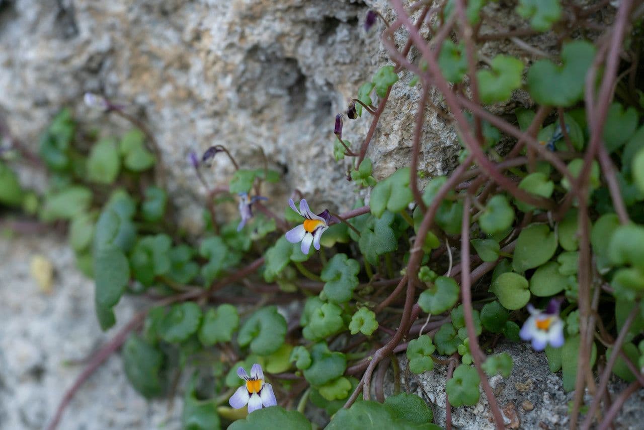 Cymbalaria 3