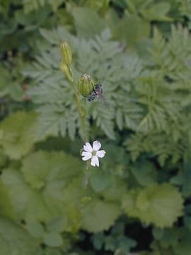 Silene antirrhinum 4