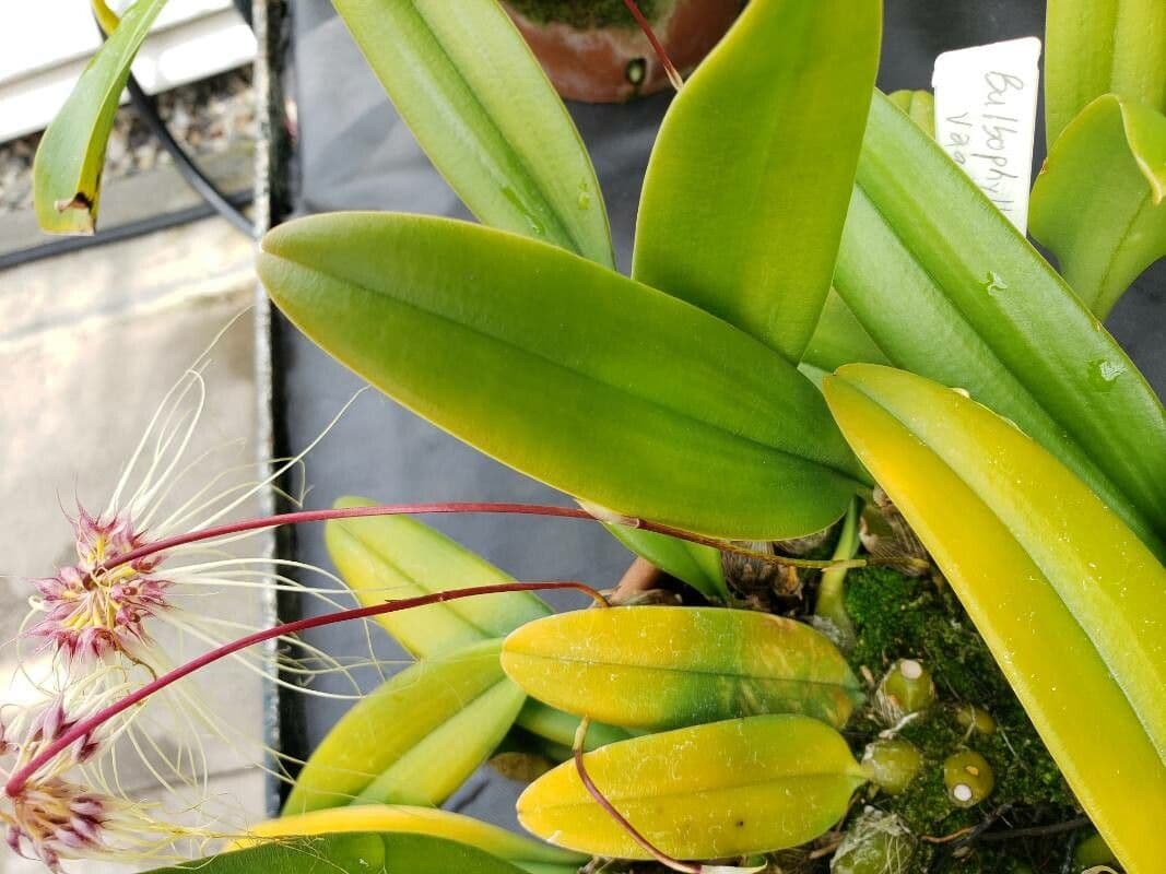 Bulbophyllum 2