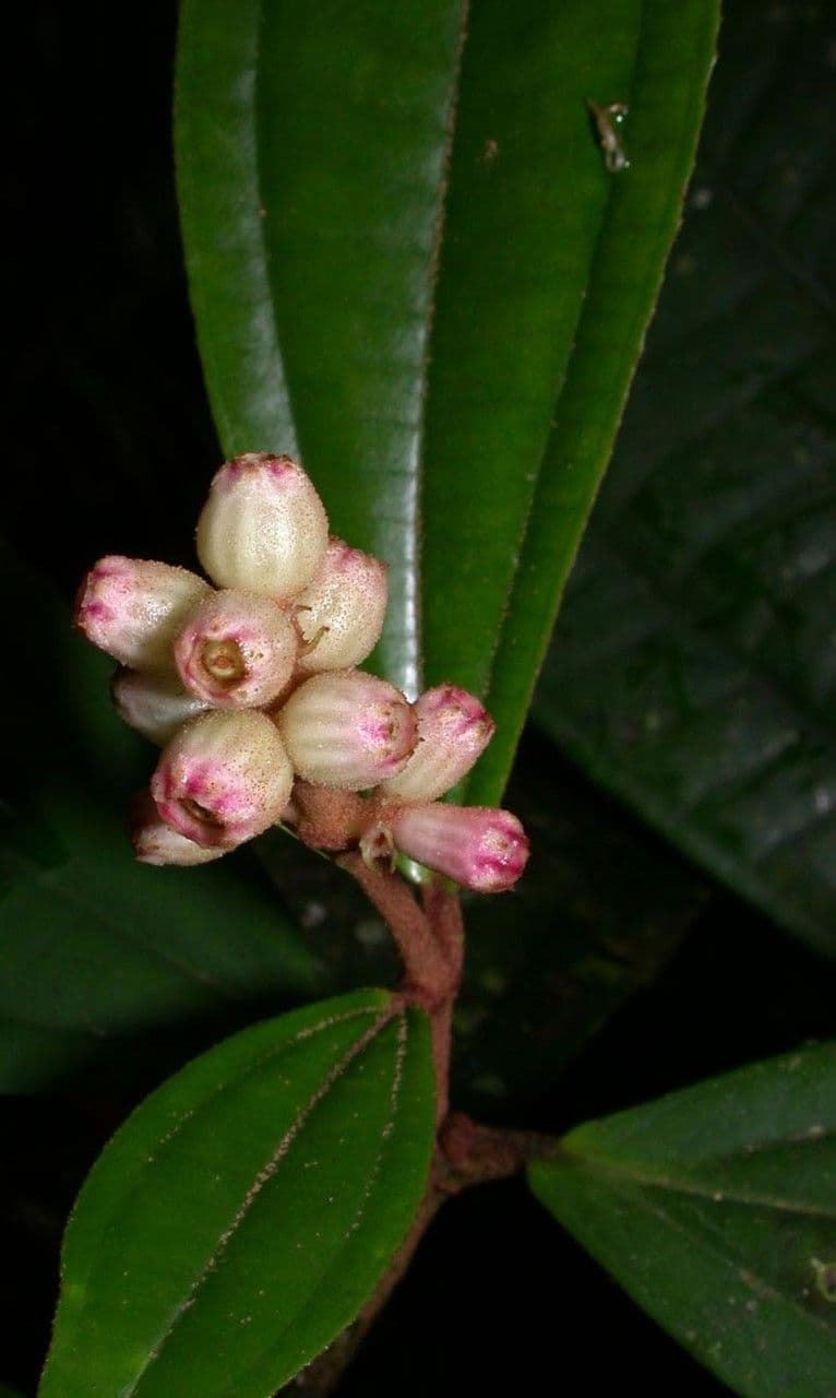 Miconia 20